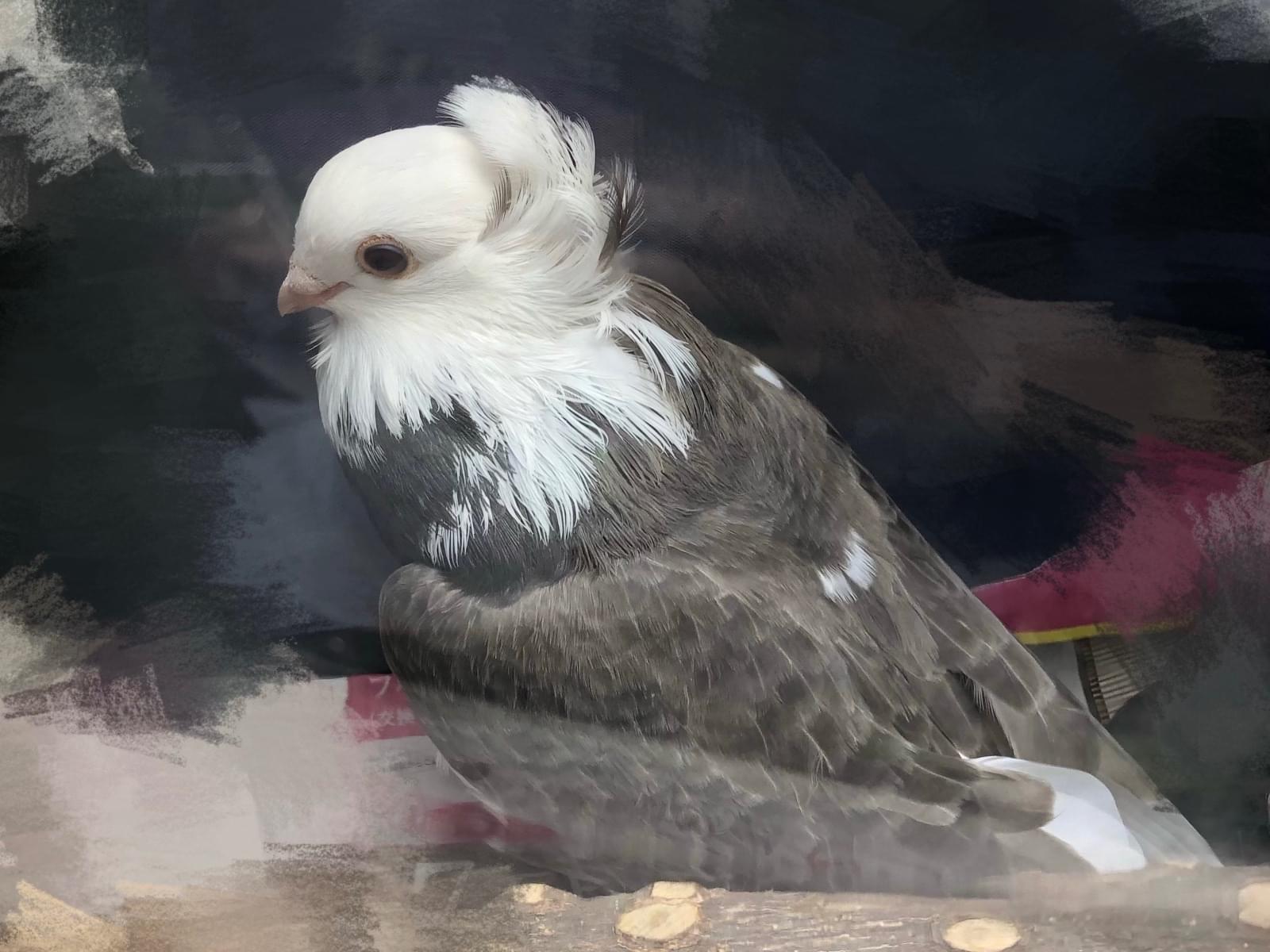 保護された鳥 保護された鳥