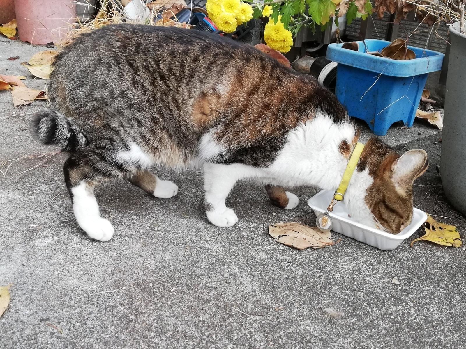 目撃された猫 目撃された猫