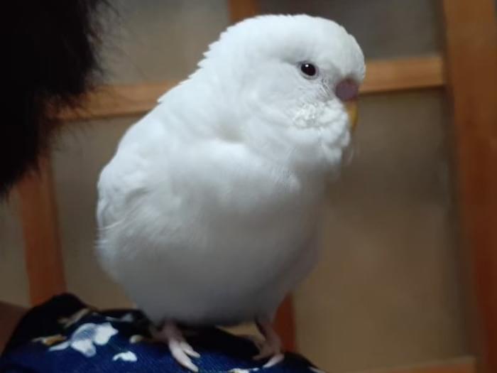 ピィちゃん ピィちゃん