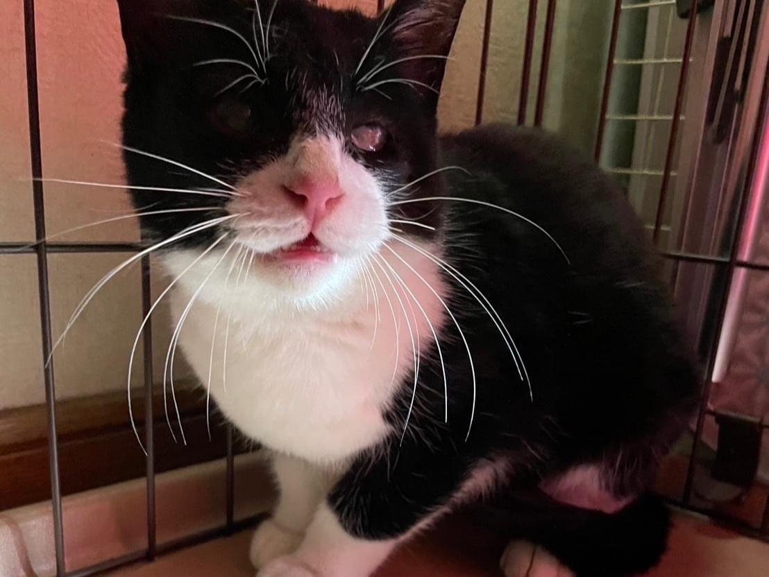 保護された猫 保護された猫