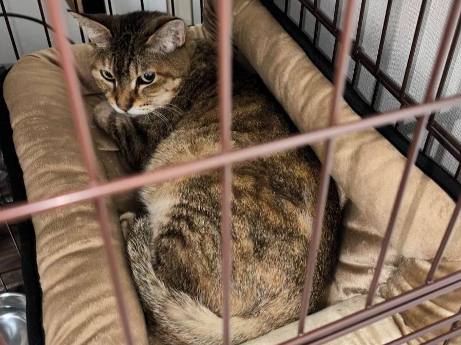 保護された猫 保護された猫