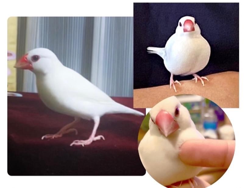 こむぎちゃん こむぎちゃん