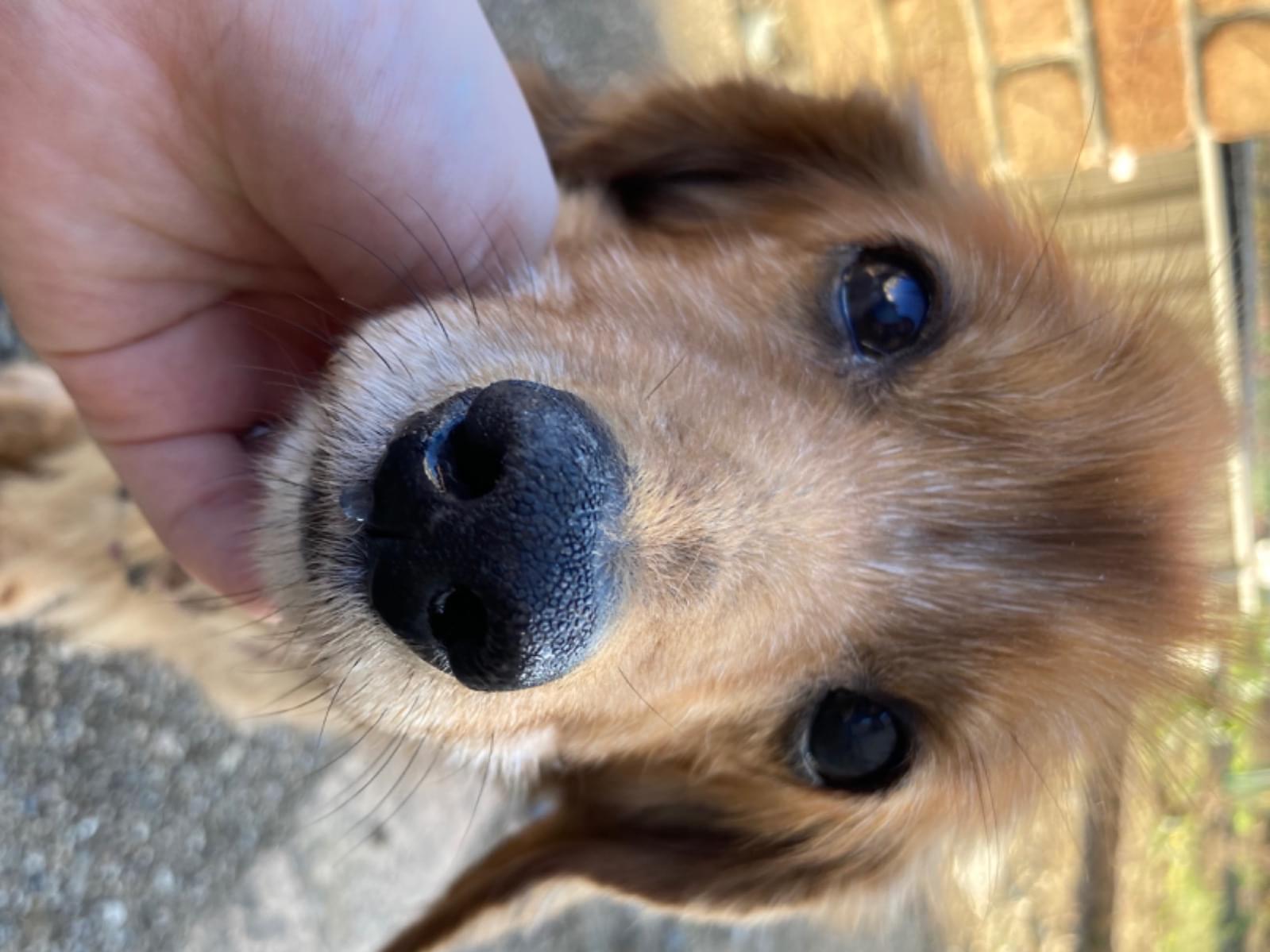 くっきーちゃん くっきーちゃん