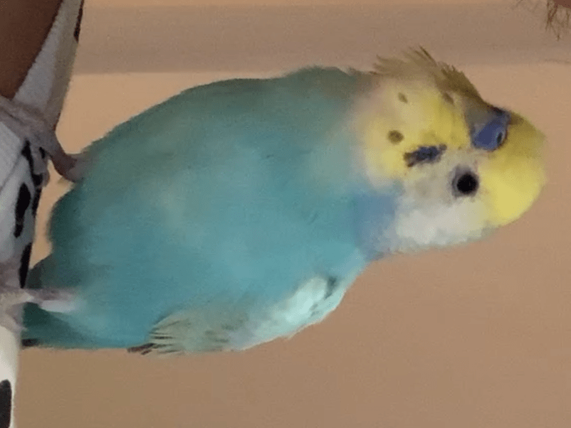 めるちゃん めるちゃん