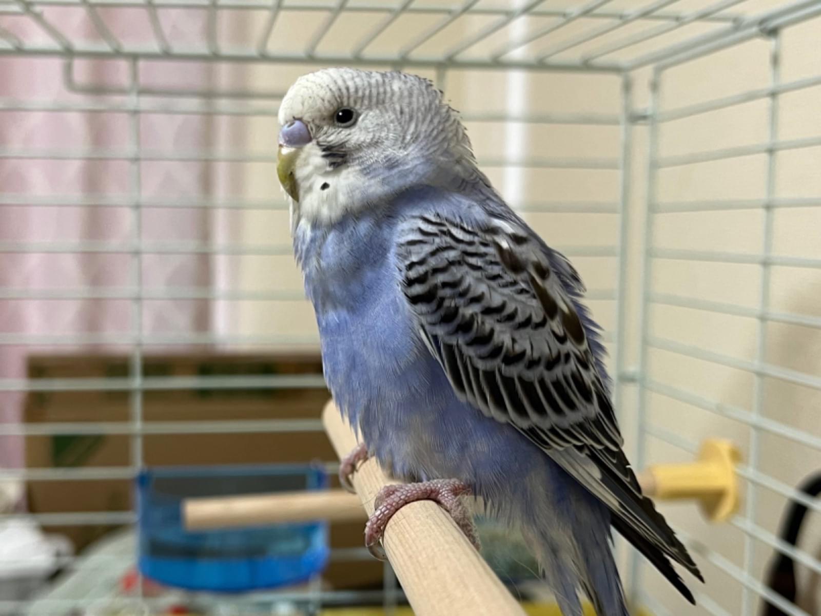 保護された鳥 保護された鳥