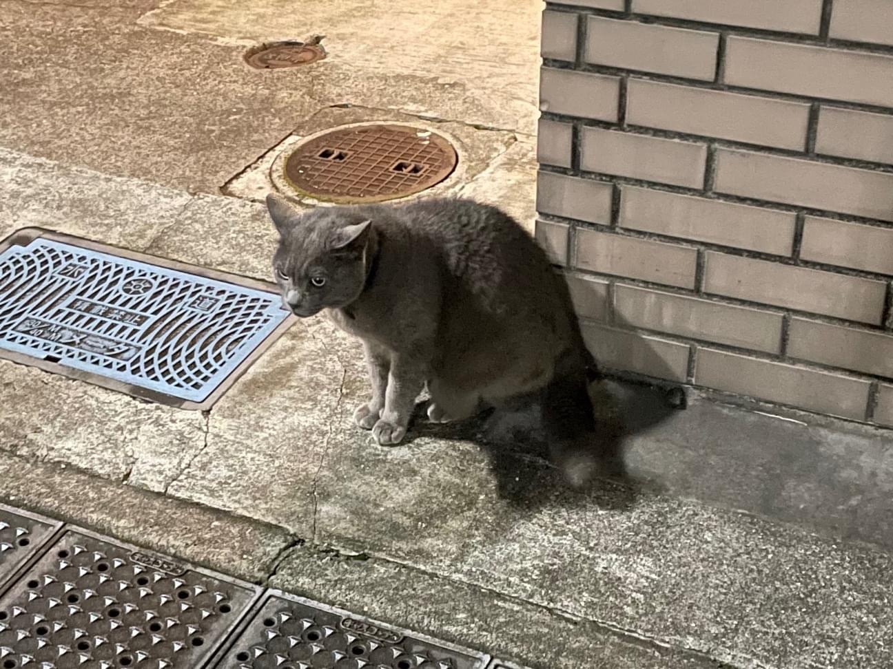 目撃された猫 目撃された猫