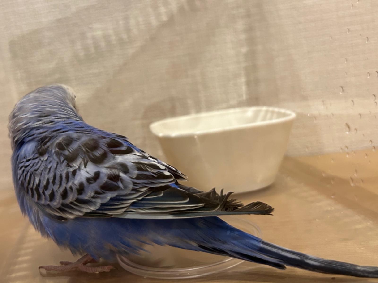保護された鳥 保護された鳥