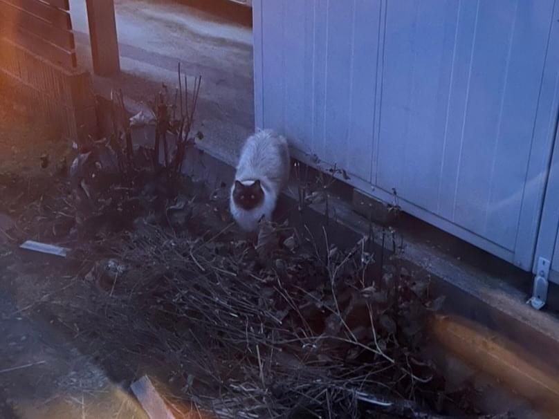 目撃された猫 目撃された猫