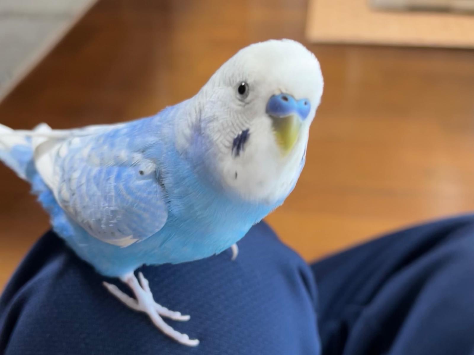 ラフィちゃん ラフィちゃん