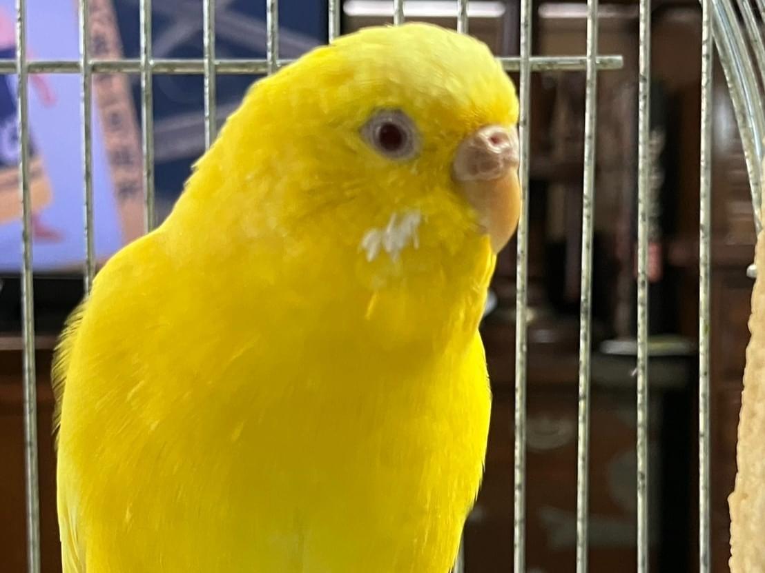 ルーちゃん ルーちゃん