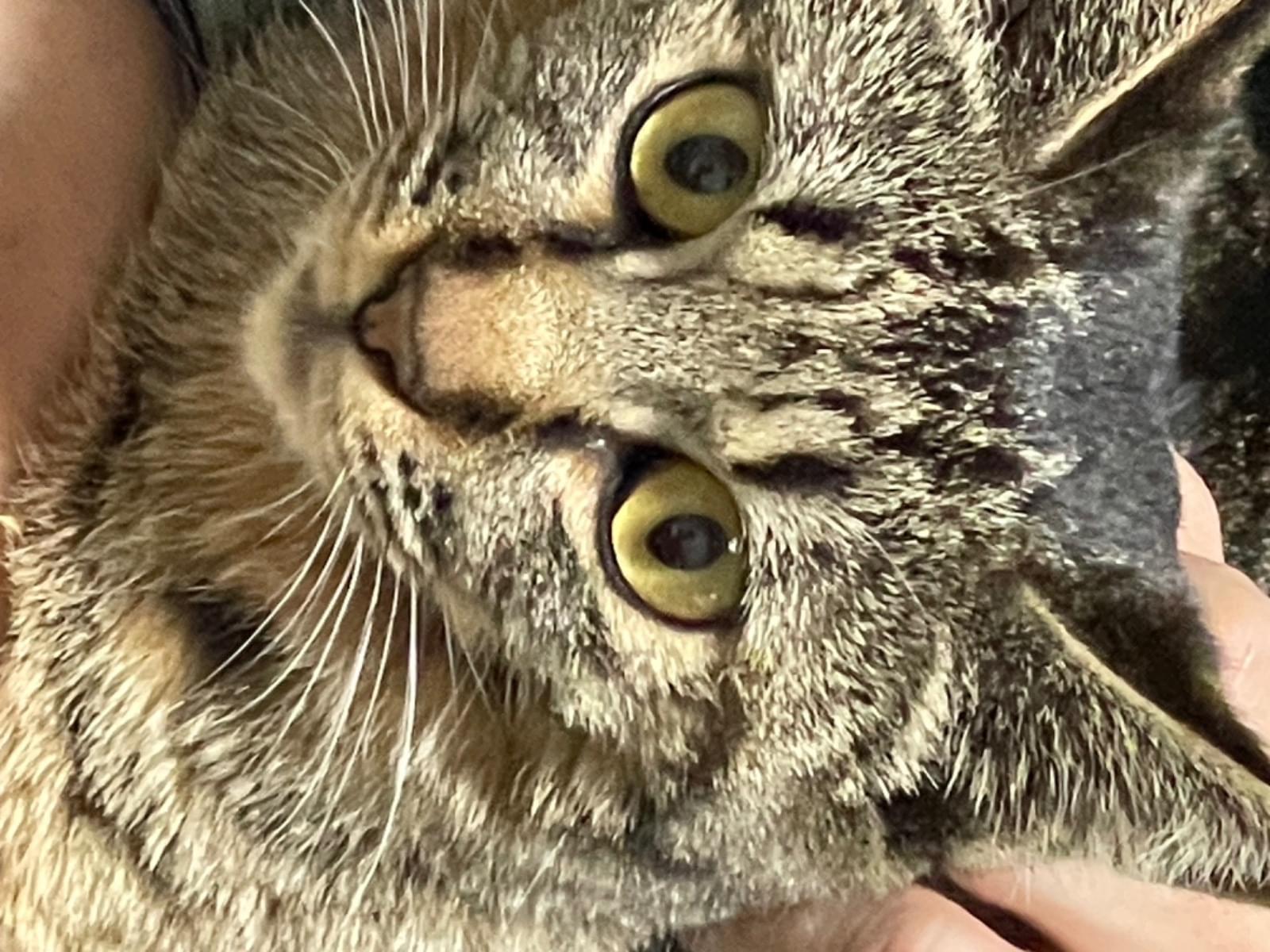 保護された猫 保護された猫