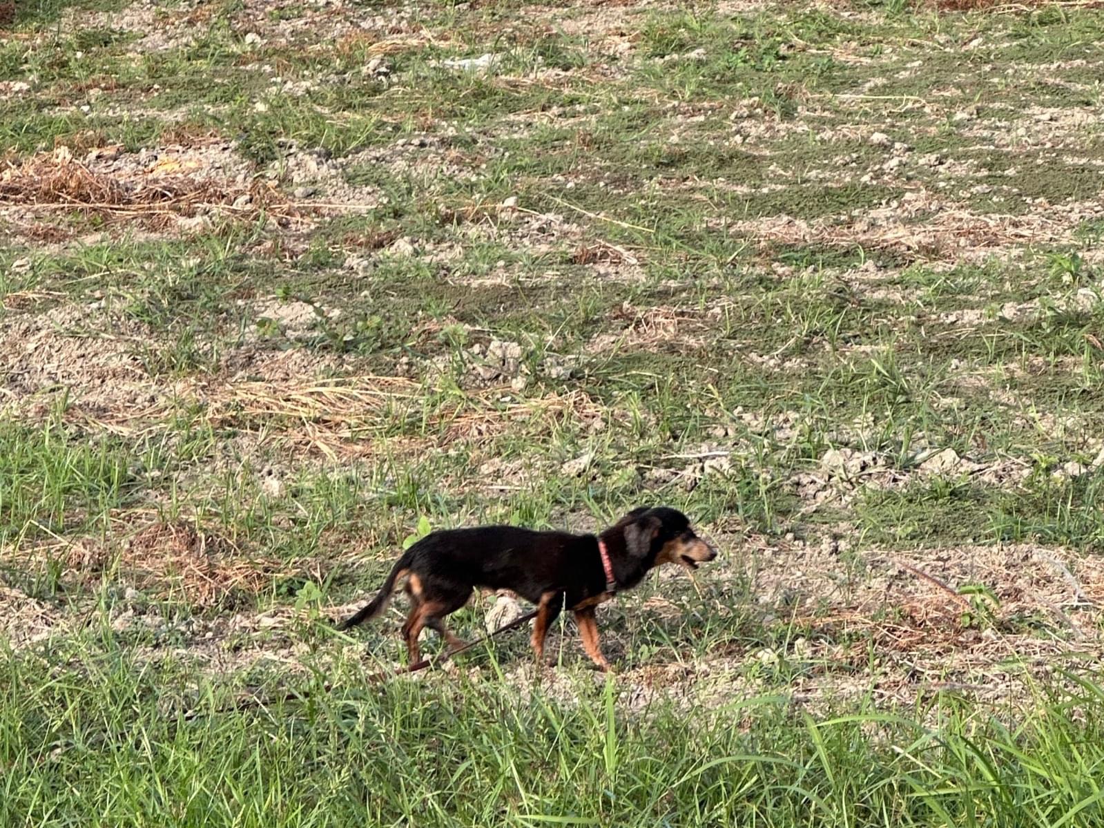 目撃された犬 目撃された犬