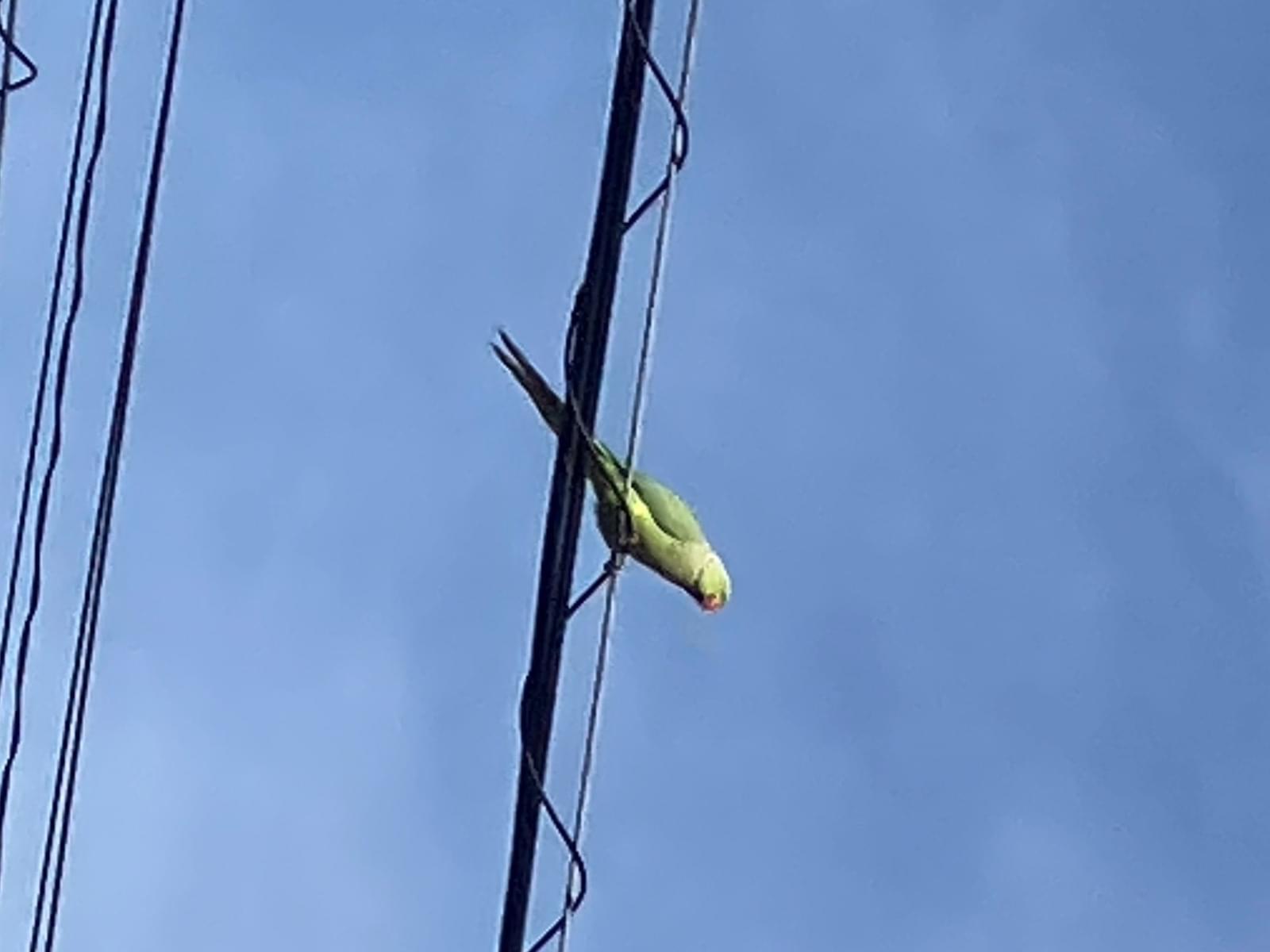目撃された鳥