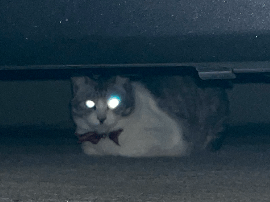 目撃された猫 目撃された猫