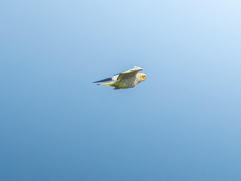 目撃された鳥 目撃された鳥