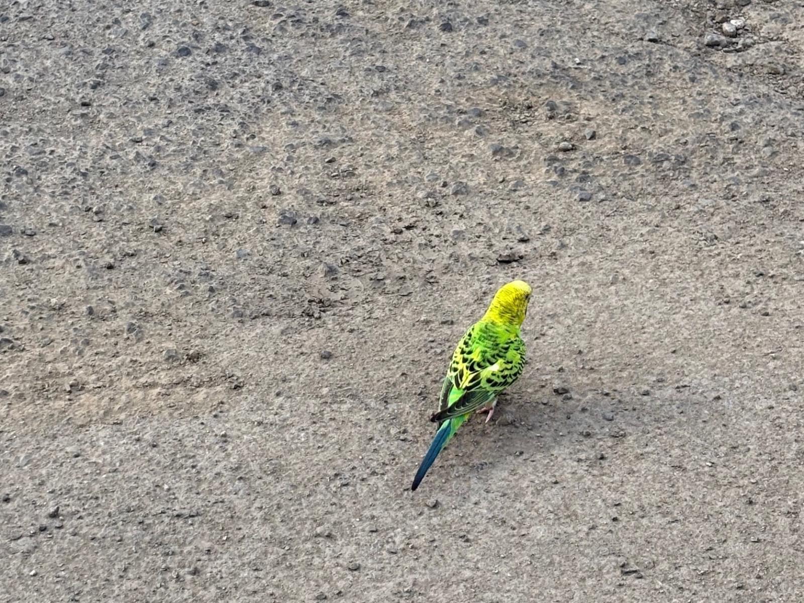 保護された鳥