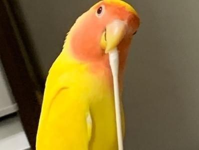 ゆずちゃん ゆずちゃん