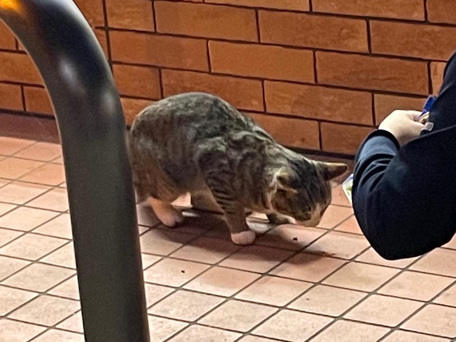 目撃された猫 目撃された猫