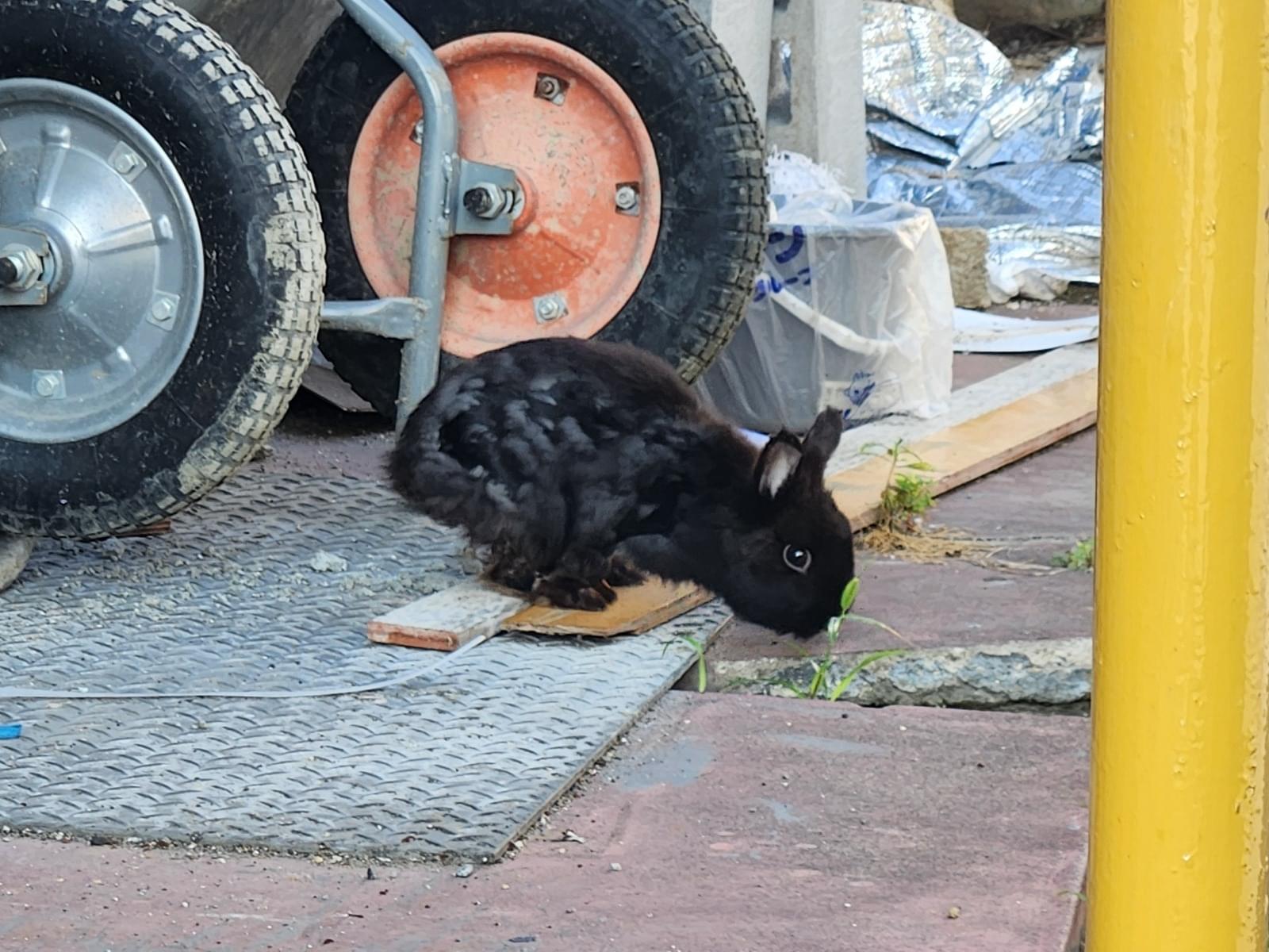 目撃されたペット 目撃されたペット