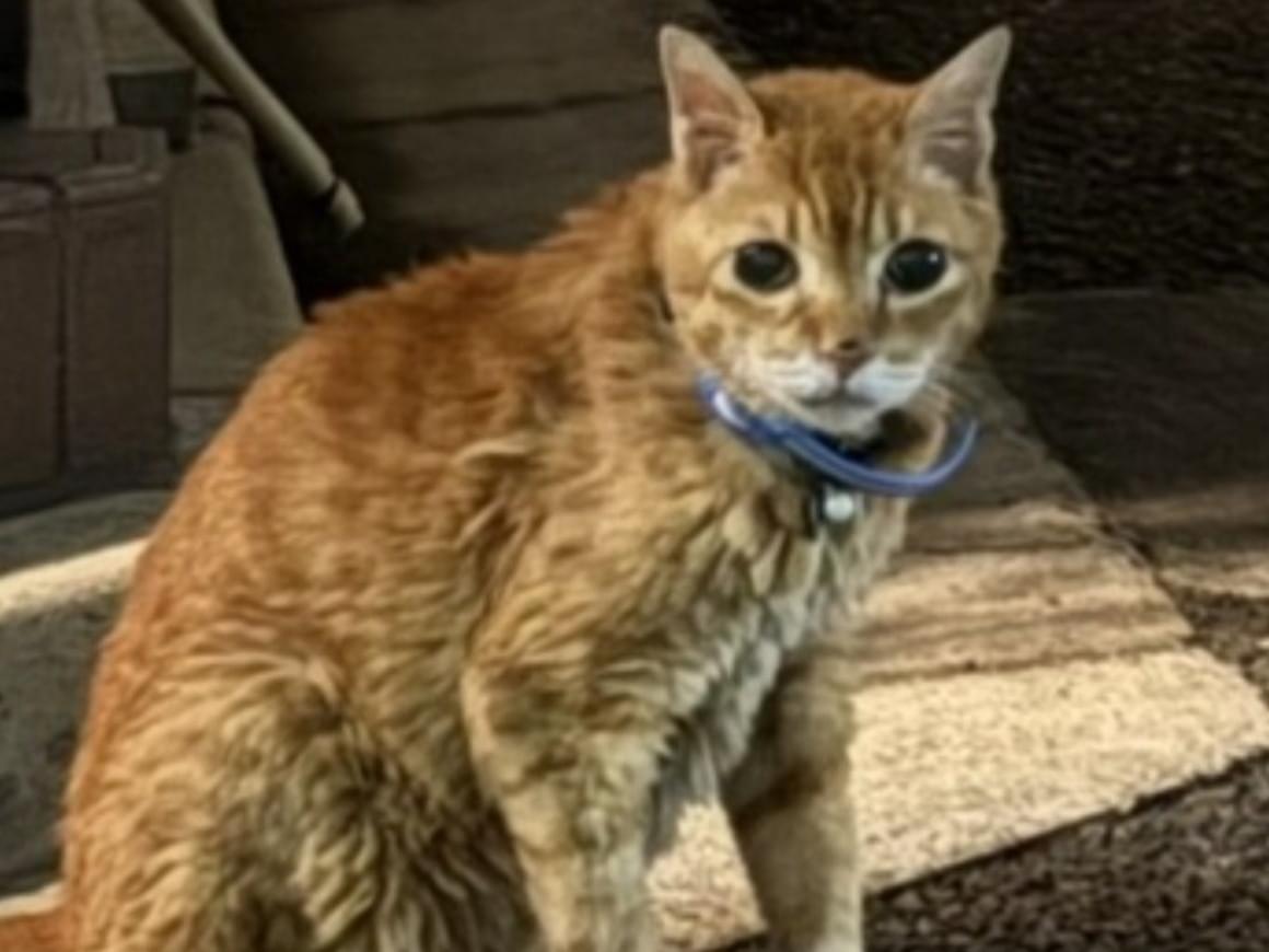 目撃された猫