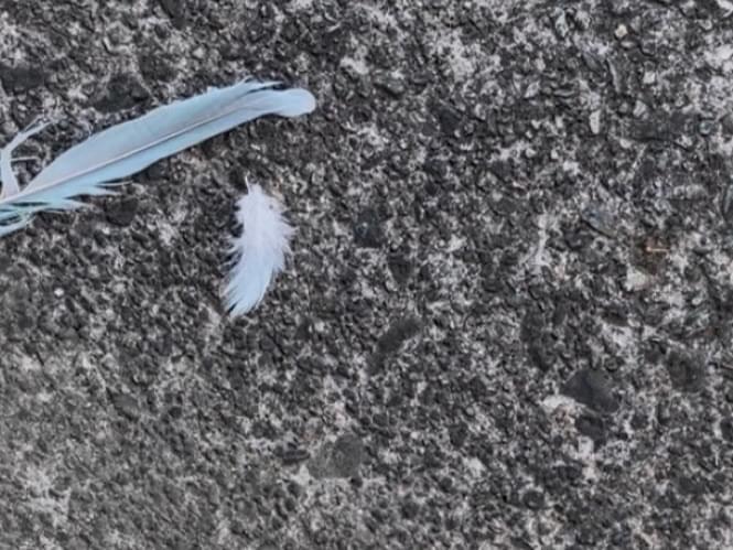 目撃された鳥
