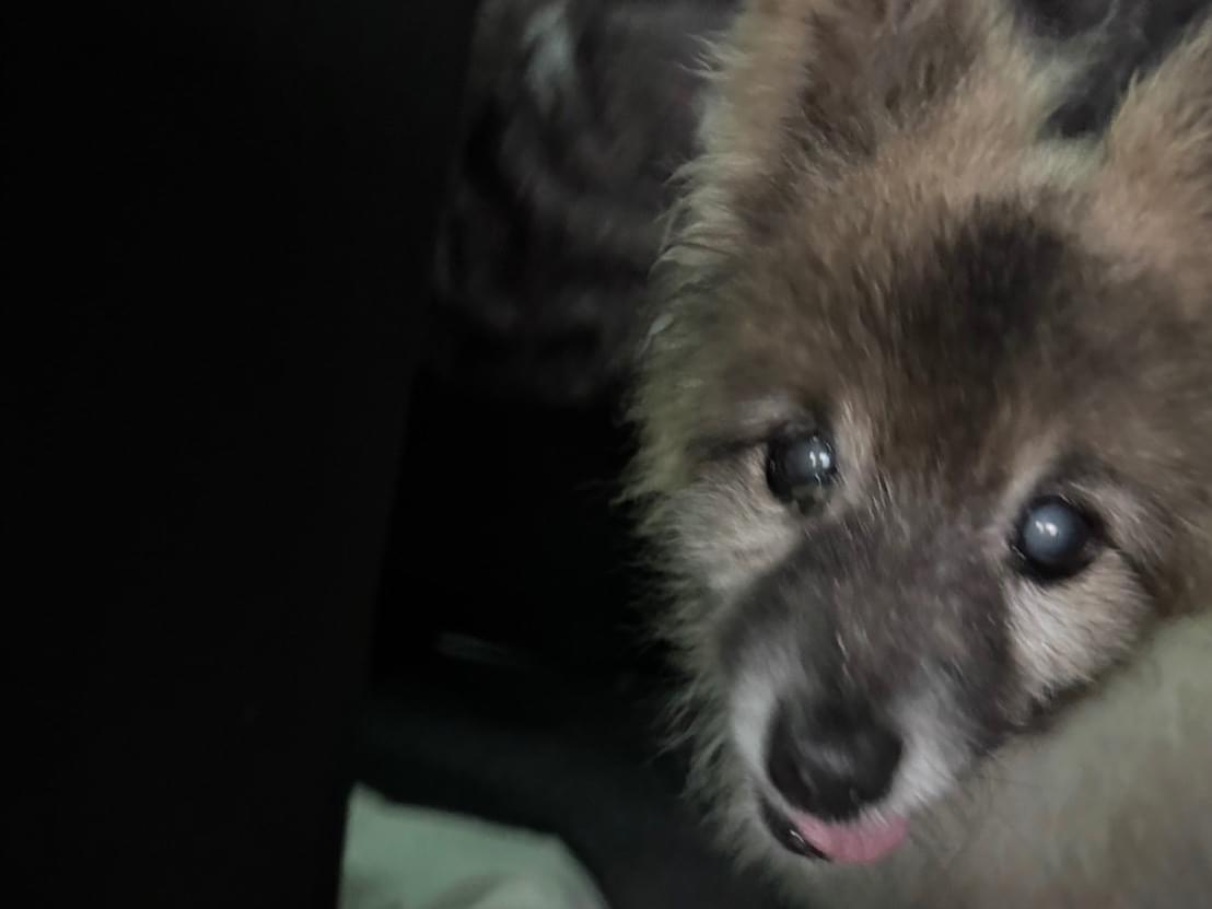 保護された犬 保護された犬