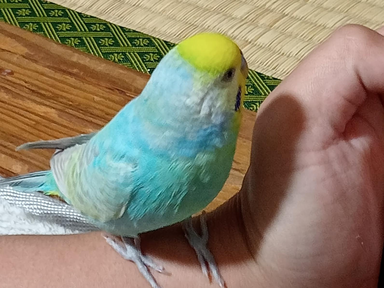 アンポチちゃん