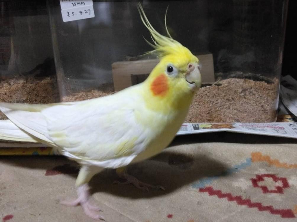ニコちゃん ニコちゃん