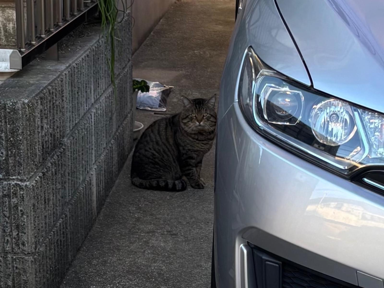 目撃された猫 目撃された猫