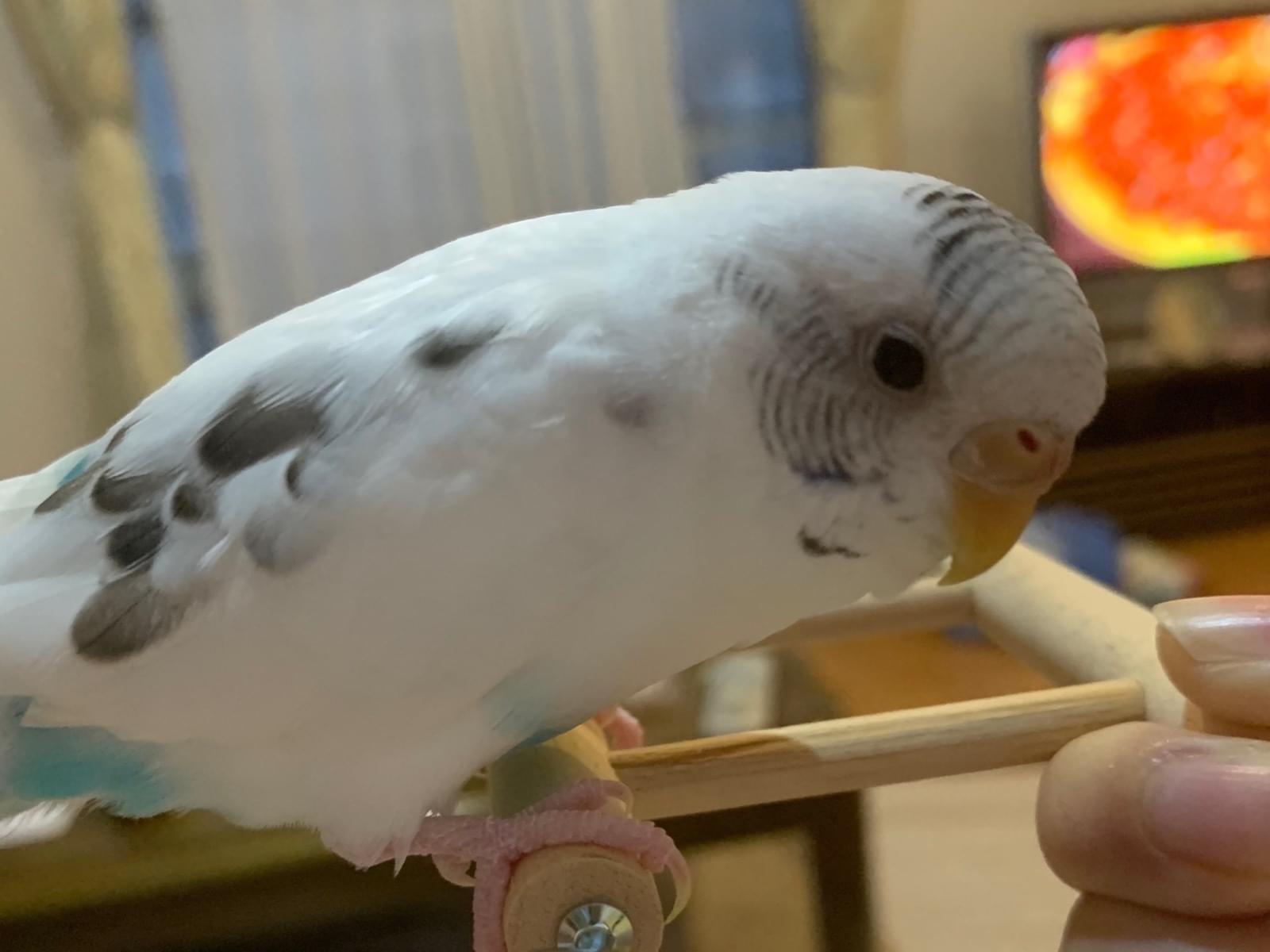 ちょこちゃん ちょこちゃん