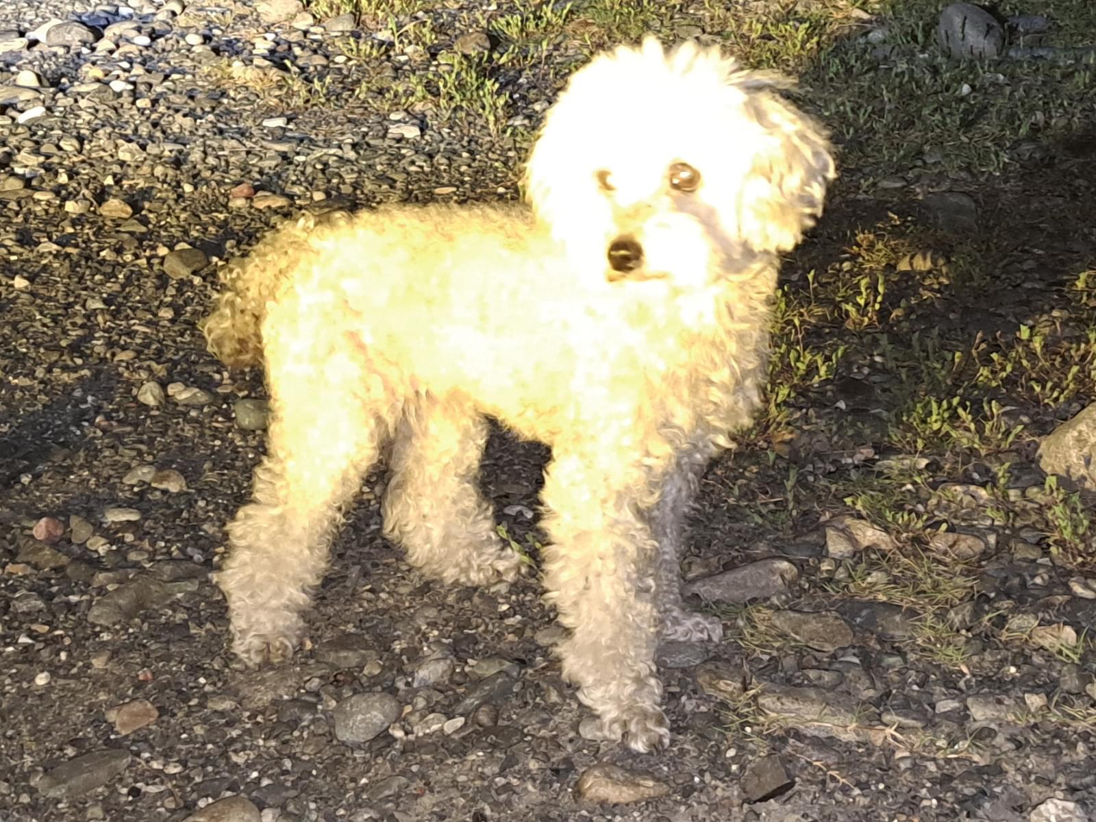 目撃された犬 目撃された犬