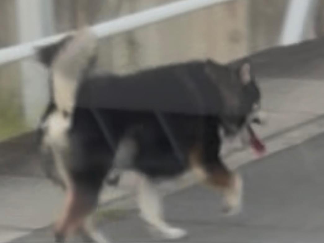 目撃された犬 目撃された犬
