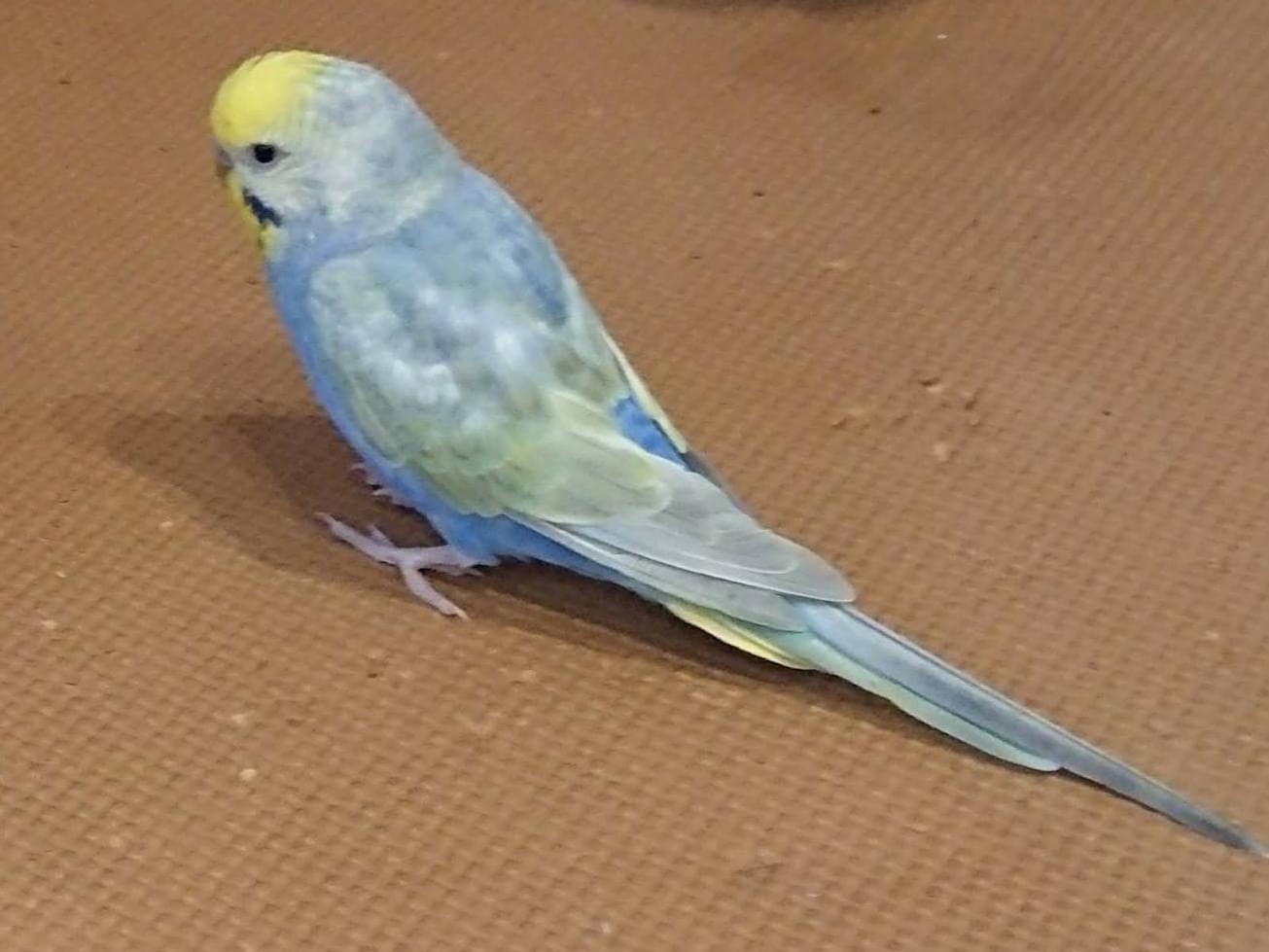 ムーちゃん ムーちゃん