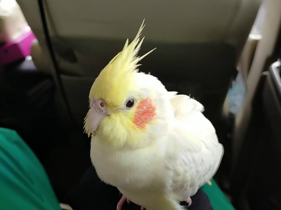 保護された鳥 保護された鳥
