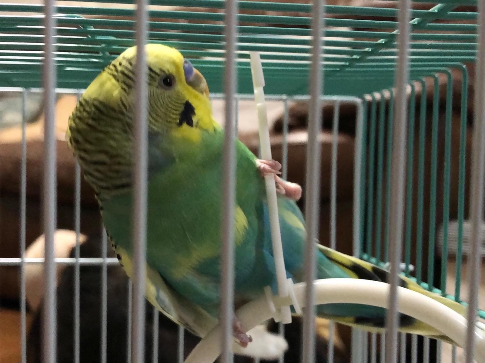 保護された鳥 保護された鳥