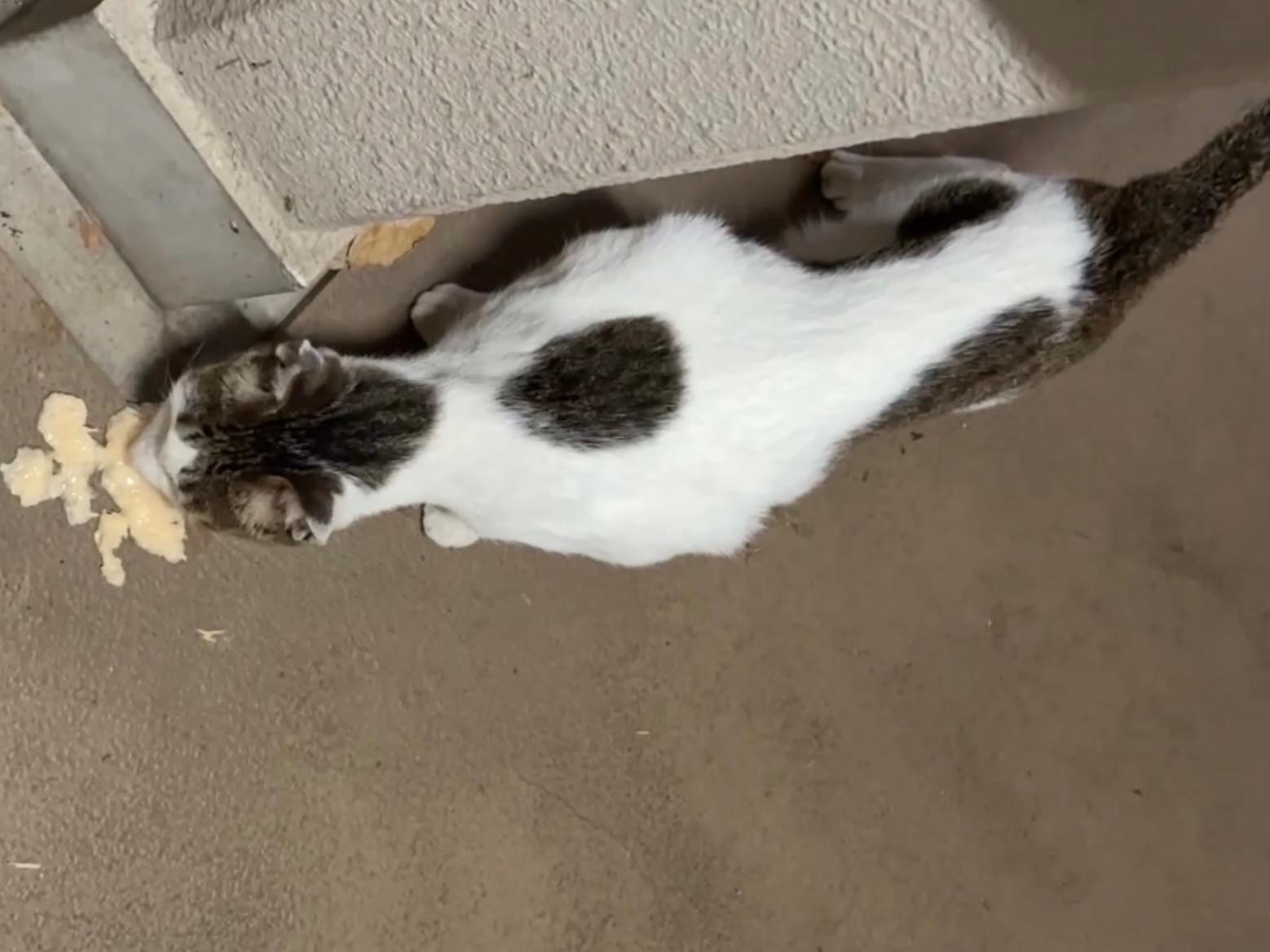 目撃された猫 目撃された猫