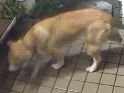 保護された犬 保護された犬