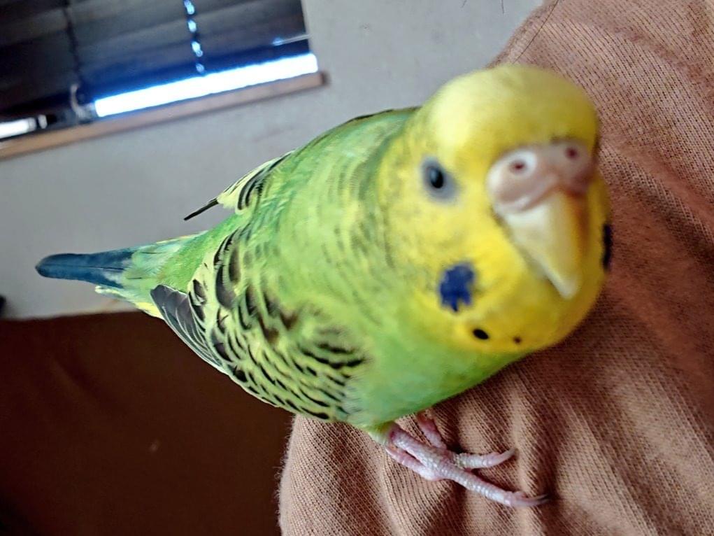 ぴーちゃん ぴーちゃん