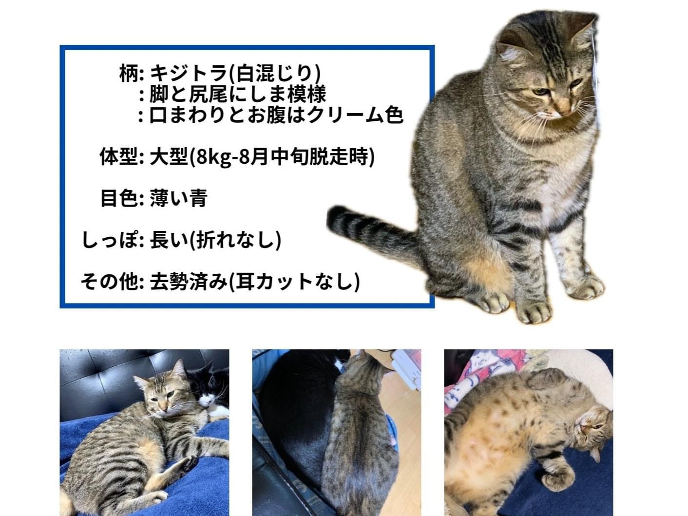 ちゃっかりちゃん ちゃっかりちゃん