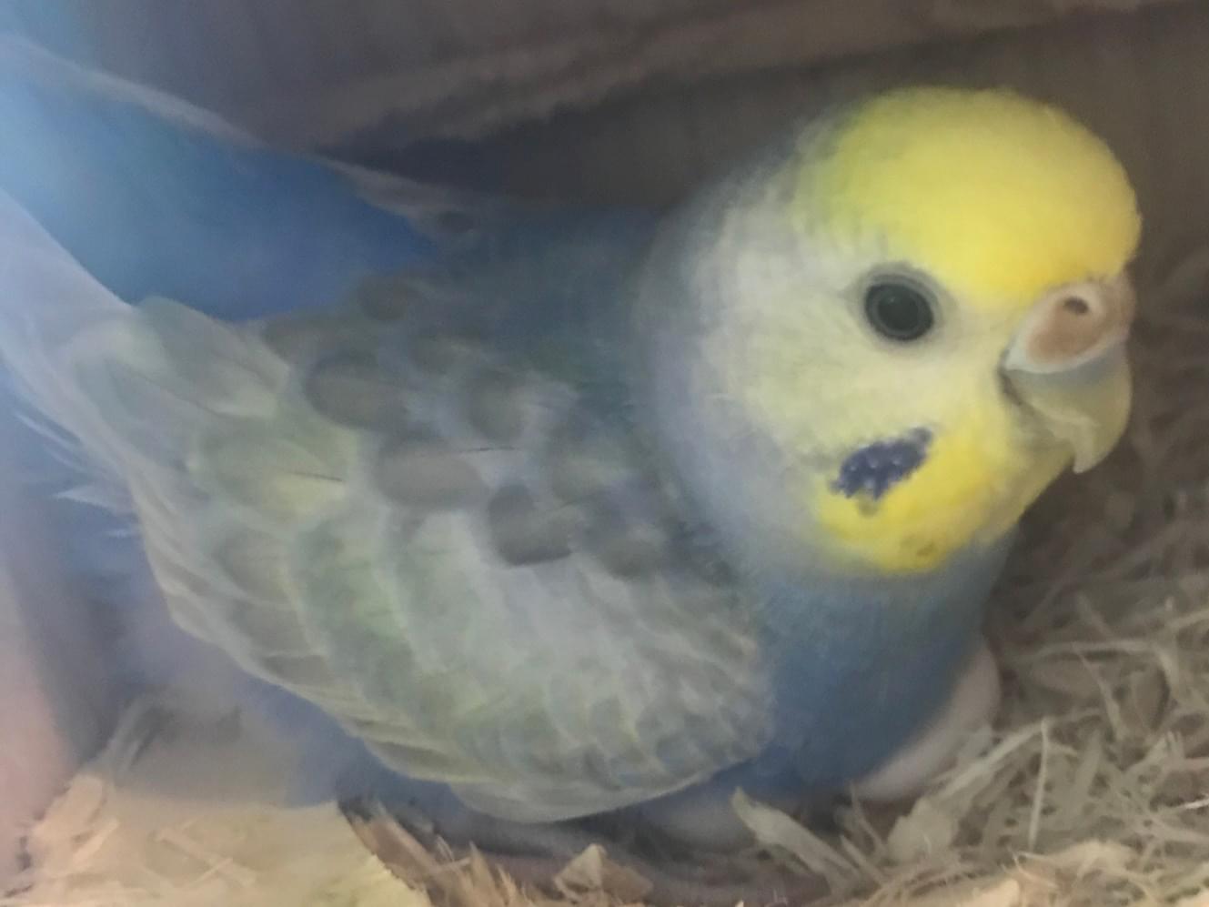 ソラちゃん ソラちゃん