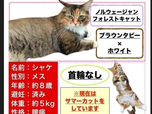 キジトラ。胸毛白い。しっぽの先だけ毛が長い。