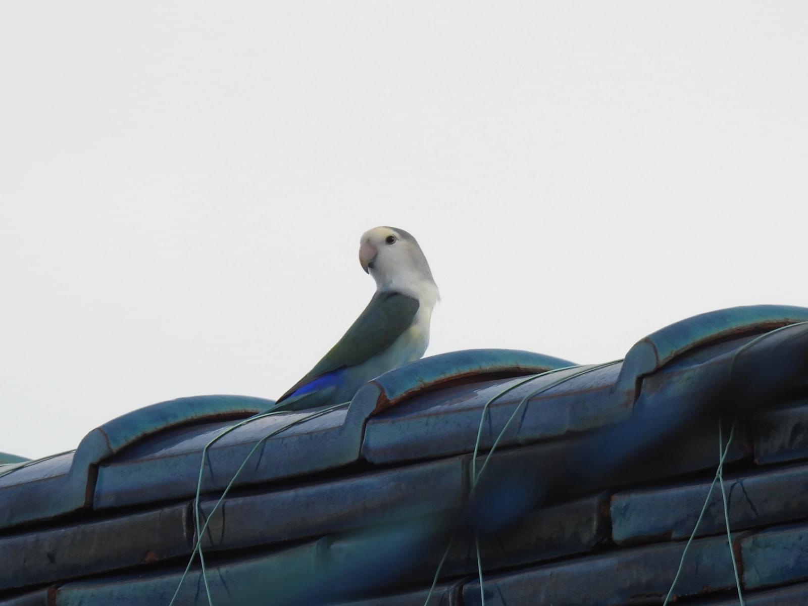 目撃された鳥 目撃された鳥