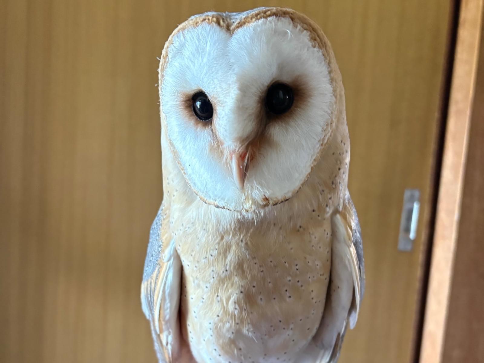 メルちゃん メルちゃん