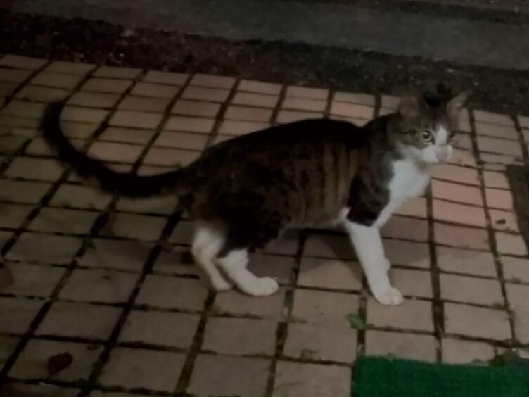 目撃された猫 目撃された猫
