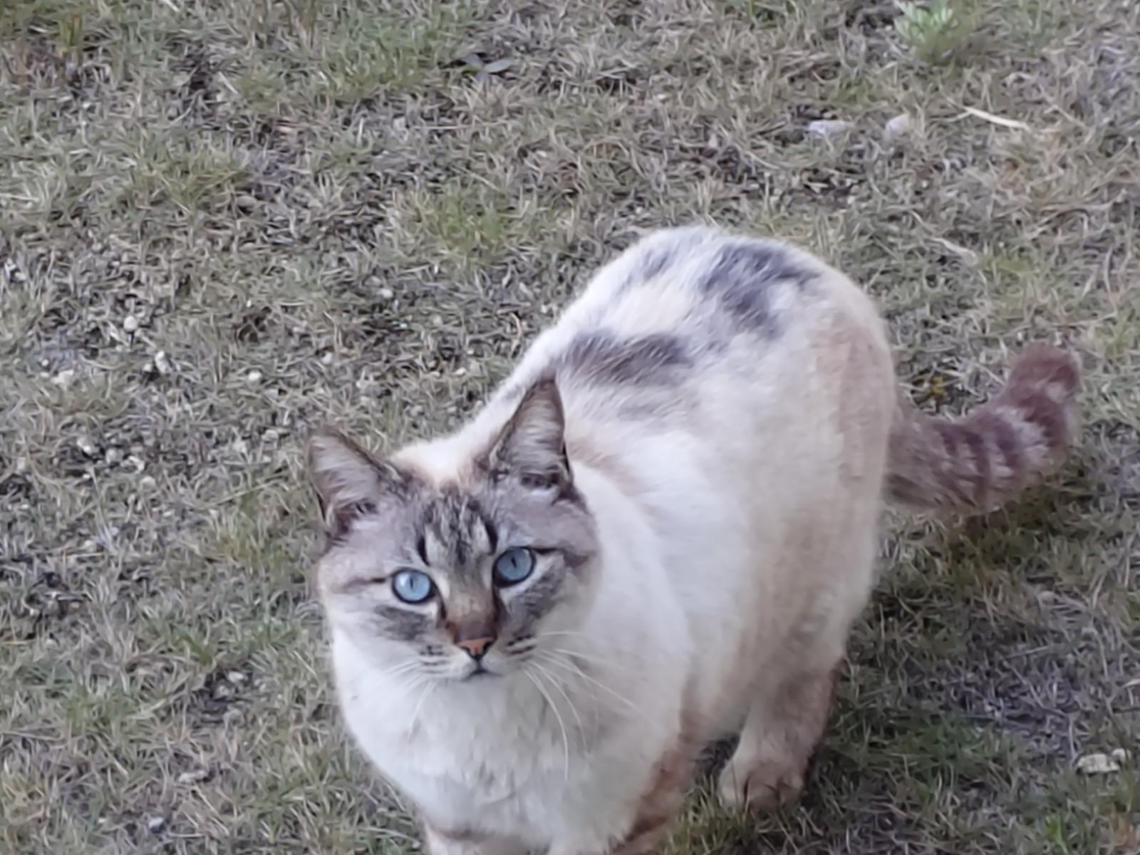 目撃された猫