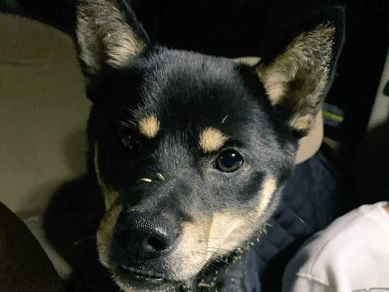 保護された犬 保護された犬