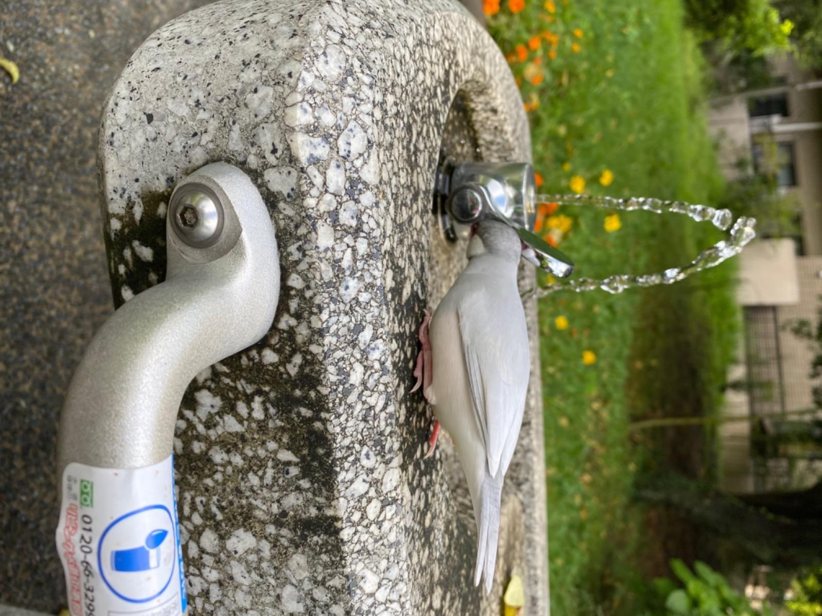 目撃された鳥 目撃された鳥