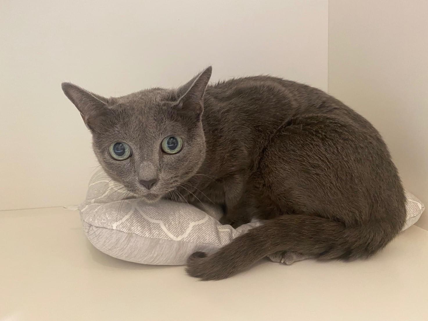 キャッシー見つかりました!ちゃん キャッシー見つかりました!ちゃん