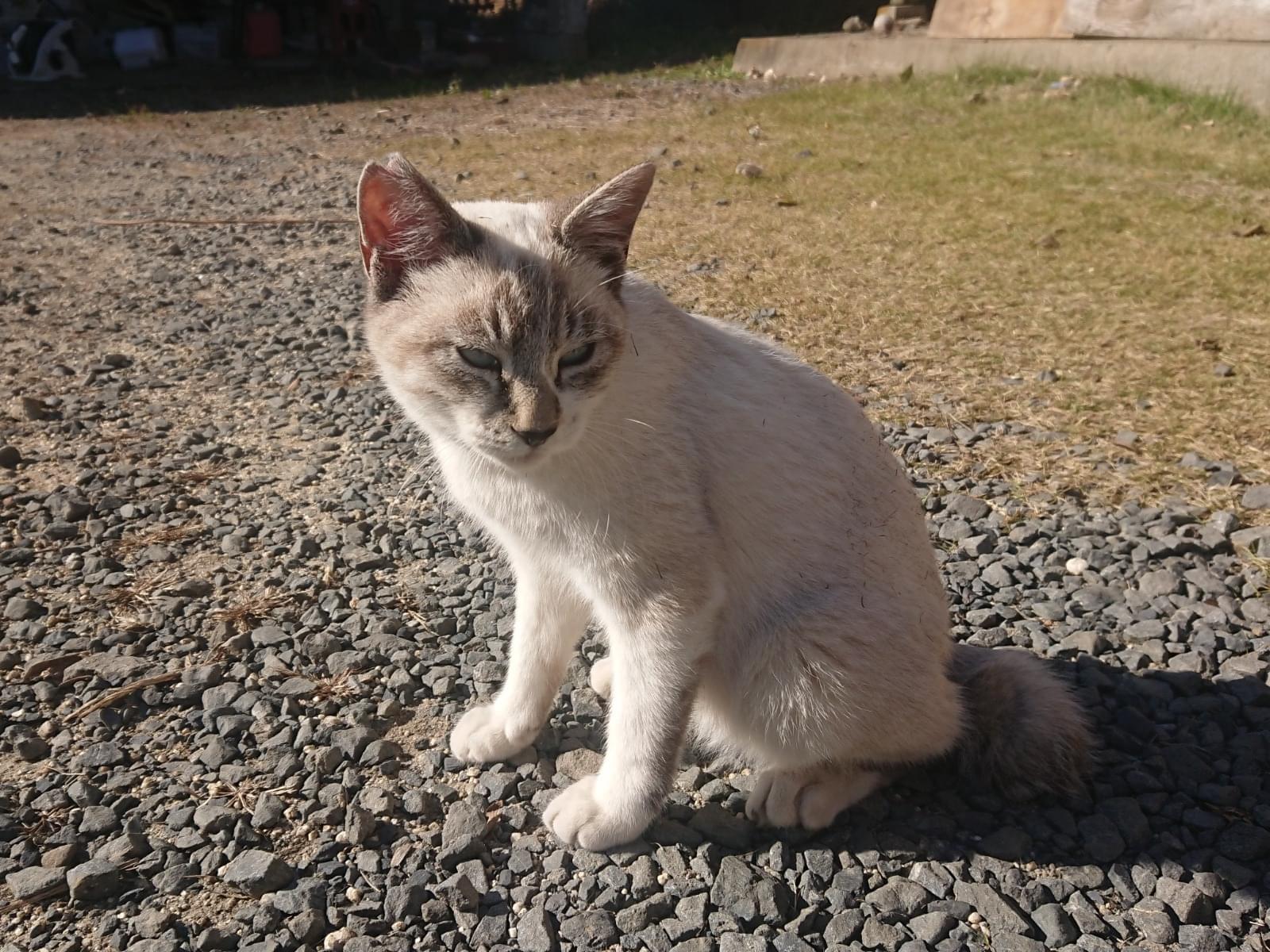 しっぽちゃん しっぽちゃん