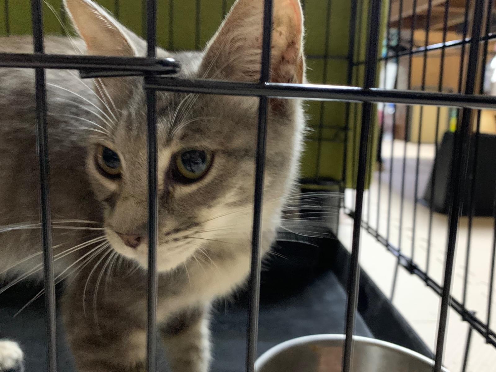 保護された猫 保護された猫